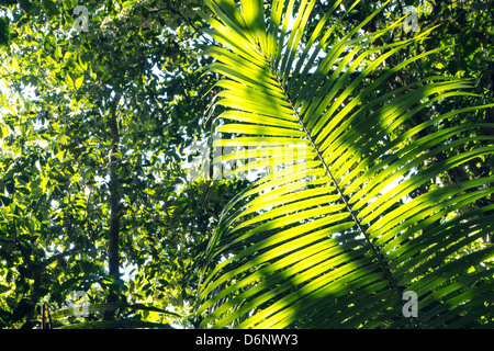Backlit palm leaf in primary tropical rainforest, Ecuador Stock Photo