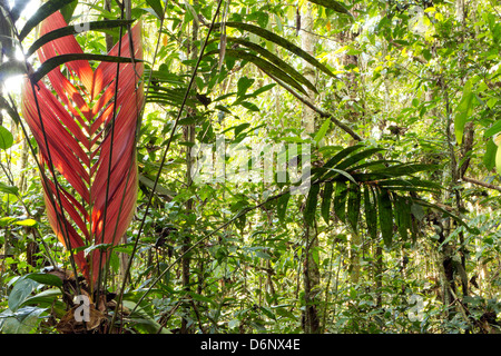 New red leaf emerging from an understory palm in primary tropical ...