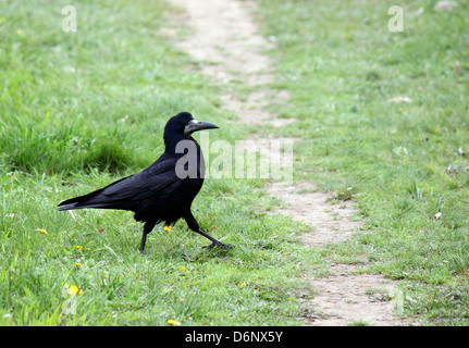 black raven walking in grass Stock Photo