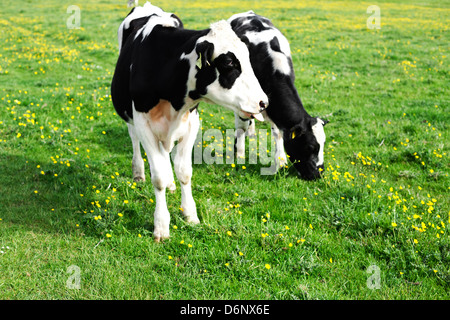 Holstein-Friesians grazing on the green summer grass of Wolvercote Common, Oxfordshire. Stock Photo