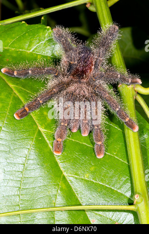 Large tarantula on a leaf in rainforest, Ecuador Stock Photo