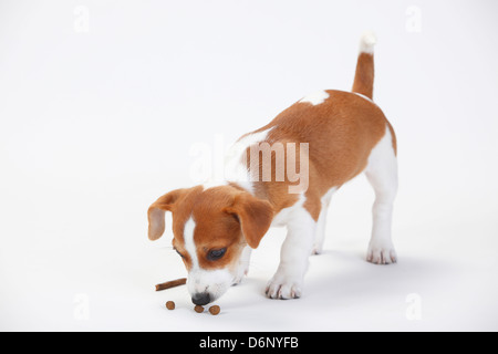 Jack Russell Terrier, puppy, 9 weeks, sniffing at kibbles Stock Photo