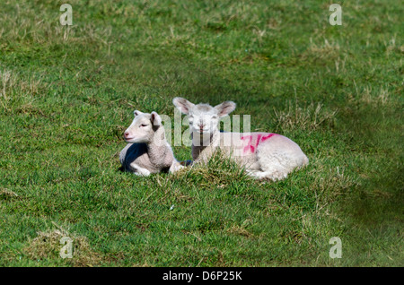 Relaxing lambs in the spring sunshine Stock Photo - Alamy