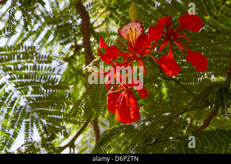 Royal Poinciana, single bloom... Stock Photo