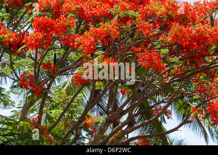 Royal Poinciana, tree limbs with bloom... Stock Photo