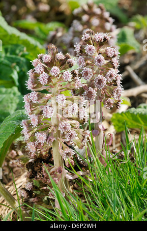 Two Butterbur Flowers - Petasites hybridus Common along canal banks Stock Photo