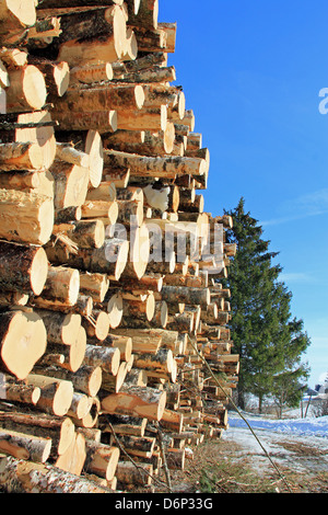 Large stack of logs and a growing spruce tree on the background. Stock Photo