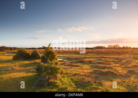 The heathland of the New Forest at the end of a winter's day, Hampshire, England, United Kingdom, Europe Stock Photo