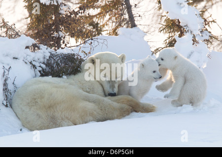 Polar bear (Ursus maritimus) and cubs, Wapusk National Park, Churchill, Hudson Bay, Manitoba, Canada, North America Stock Photo