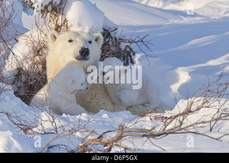 Polar bear (Ursus maritimus) and cubs, Wapusk National Park, Churchill, Hudson Bay, Manitoba, Canada, North America Stock Photo