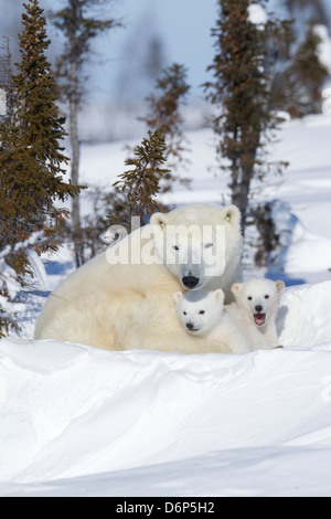 Polar bear (Ursus maritimus) and cubs, Wapusk National Park, Churchill, Hudson Bay, Manitoba, Canada, North America Stock Photo