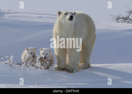 Polar bear (Ursus maritimus) and cubs, Wapusk National Park, Churchill, Hudson Bay, Manitoba, Canada, North America Stock Photo