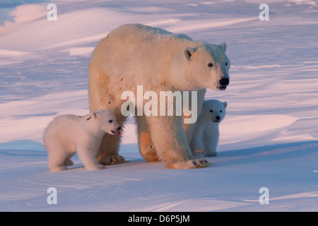 Polar bear (Ursus maritimus) and cubs, Wapusk National Park, Churchill, Hudson Bay, Manitoba, Canada, North America Stock Photo