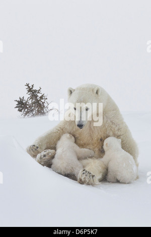 Polar bear (Ursus maritimus) and cubs, Wapusk National Park, Churchill, Hudson Bay, Manitoba, Canada, North America Stock Photo