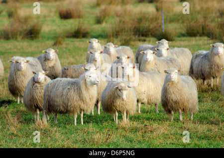 Diepholzer Moorschnucke (Ovis aries), a rare old breed adapted to moorland living, Rehdener Geestmoor, Lower Saxony, Germany Stock Photo
