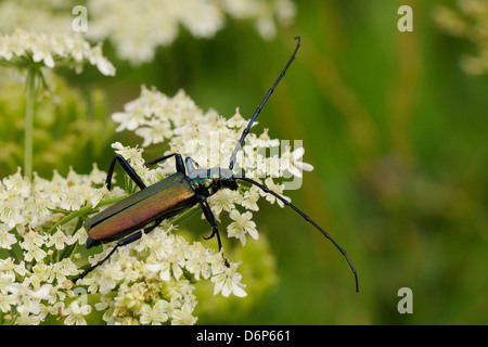 Musk beetle (Aromia moschata) foraging on wild carrot (Queen Anne's lace) (Daucus carota) flowerhead in a hay meadow, Slovenia Stock Photo