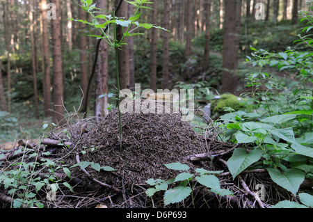 Wood ant (Formica sp.) nest in coniferous forest, Rakov Skocjan valley, near Cerknica, Slovenia, Europe Stock Photo