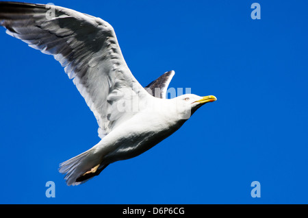 herring gull close-up full screen in flight spread wings blue sky Stock Photo