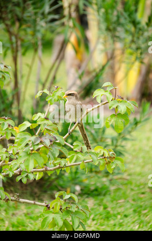 Yellow-billed Shrike (Corvinella corvina) Kololi Gambia Stock Photo