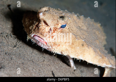 A rare longnose walking batfish (Ogcocephalus corniger) that usually lives at depths to 300m, Dominica, West Indies, Caribbean Stock Photo