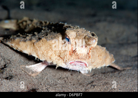 A rare longnose walking batfish (Ogcocephalus corniger) that usually lives at depths to 300m, Dominica, West Indies, Caribbean Stock Photo