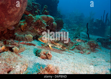 Flying gurnard (Dactylopterus volitans), Dominica, West Indies, Caribbean, Central America Stock Photo