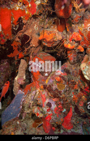 Caribbean lobster in coral wall, Dominica, West Indies, Caribbean, Central America Stock Photo