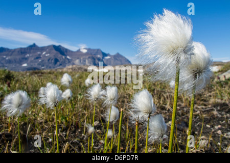 Arctic cottongrass (Eriophorum callitrix), Heckla Haven, Northeast Greenland, Polar Regions Stock Photo