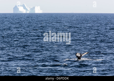 Humpback whale (Megaptera novaeangliae), Vikingbukta, Northeast Greenland, Polar Regions Stock Photo