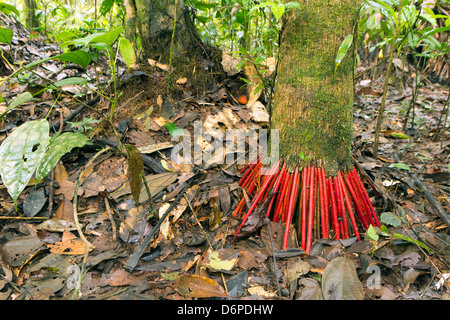 Bright red roots of the Euterpe palm in tropical rainforest, Ecuador Stock Photo