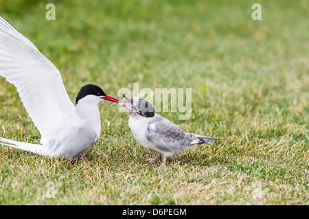 Adult arctic tern (Sterna paradisaea) returning to chick with small fish, Flatey Island, Iceland, Polar Regions Stock Photo