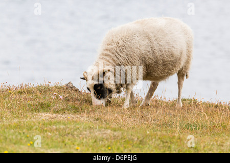 Domesticated sheep (Ovis aries), Flatey Island, Iceland, Polar Regions Stock Photo