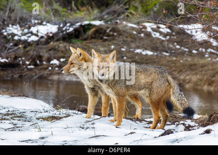 Adult Patagonian red fox (Lycalopex culpaeus) pair in La Pataya Bay, Beagle Channel, Argentina, South America Stock Photo