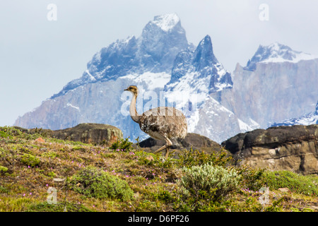 Adult lesser rhea (Pterocnemia pennata), Torres del Paine National Park, Patagonia, Chile, South America Stock Photo