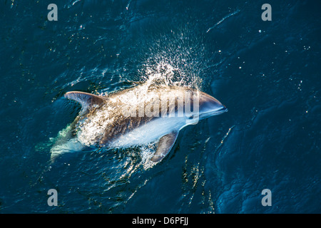 Adult Peale's dolphin (Lagenorhynchus australis) bow-riding, New Island, Falkland Islands, South Atlantic Ocean, South America Stock Photo