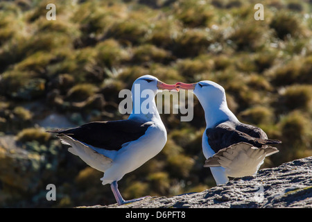 Adult black-browed albatross (Thalassarche melanophrys) pair, nesting site on New Island, Falklands, South America Stock Photo