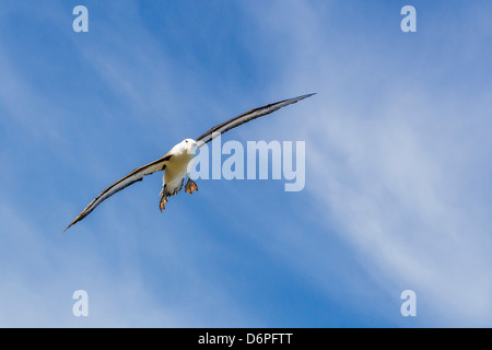 Adult black-browed albatross (Thalassarche melanophrys) in flight, New Island, Falklands, South Atlantic Ocean, South America Stock Photo