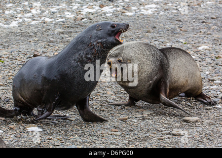 Antarctic fur seal (Arctocephalus gazella) bulls at the abandoned Stromness Whaling Station, South Georgia Island Stock Photo