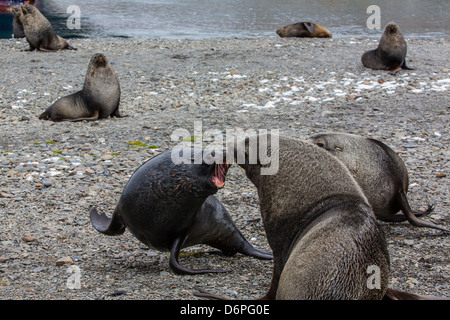 Antarctic fur seal (Arctocephalus gazella) bulls at the abandoned Stromness Whaling Station, South Georgia Island Stock Photo