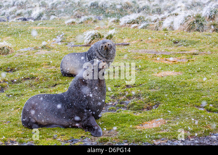 Antarctic fur seal (Arctocephalus gazella) bulls at the abandoned Grytviken Whaling Station, South Georgia Island Stock Photo