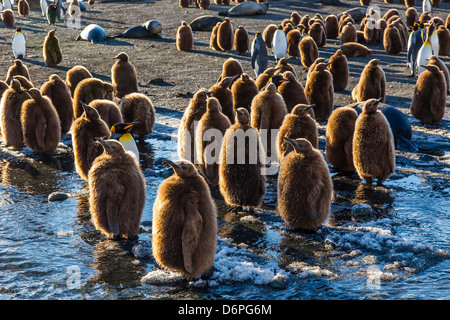 King penguin (Aptenodytes patagonicus) chicks, okum boys, Gold Harbour, South Georgia Island Stock Photo