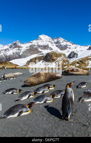 King penguins (Aptenodytes patagonicus), Gold Harbour, South Georgia Island, South Atlantic Ocean, Polar Regions Stock Photo