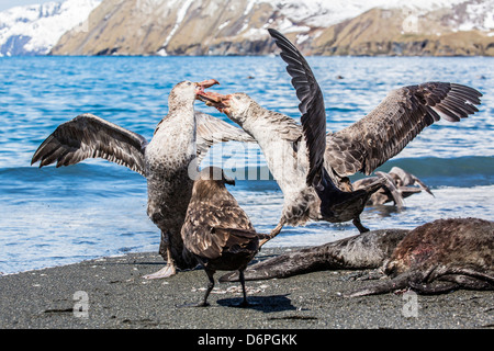 Northern giant petrel (Macronectes halli) fighting over dead fur seal carcass, Gold Harbour, South Georgia Stock Photo