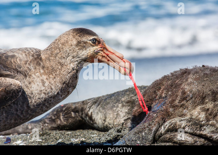 Northern giant petrel (Macronectes halli) feeding on dead fur seal carcass, Gold Harbour, South Georgia Stock Photo