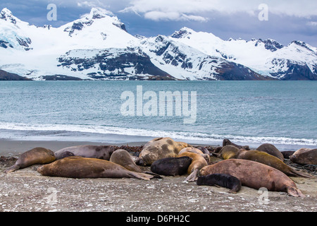 Southern elephant seals (Mirounga leonina), Peggotty Bluff, South Georgia, South Atlantic Ocean, Polar Regions Stock Photo