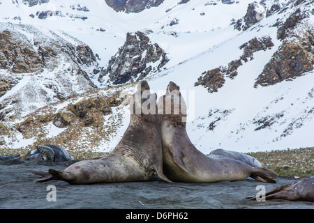 Southern elephant seal (Mirounga leonina) bulls fighting at Gold Harbour, South Georgia, South Atlantic Ocean, Polar Regions Stock Photo