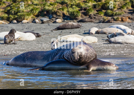 Southern elephant seal (Mirounga leonina) bull mating with female, Gold Harbour, South Georgia Stock Photo