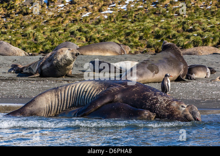 Southern elephant seal (Mirounga leonina) bull mating with female, Gold Harbour, South Georgia Stock Photo