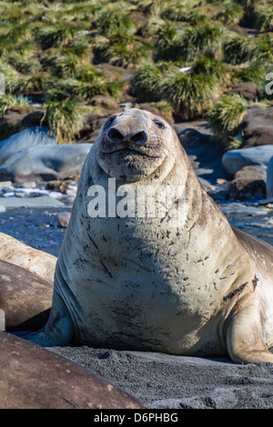 Southern elephant seal (Mirounga leonina) bull, Gold Harbour, South Georgia, South Atlantic Ocean, Polar Regions Stock Photo