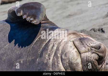 Southern elephant seal bull, Mirounga leonina, Gold Harbour, South Georgia, South Atlantic Ocean Stock Photo